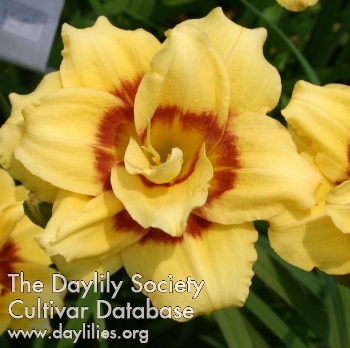 Daylily Double Louisa